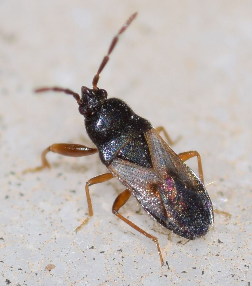 Lygaeidae: Tropistethus lanternae Linnavuori, 1960